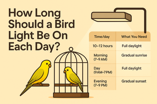 How Long Should a Bird Light Be On Each Day?