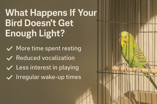 What Happens If Your Bird Doesn’t Get Enough Light?