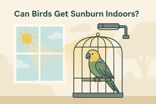 Can Birds Get Sunburn Indoors?