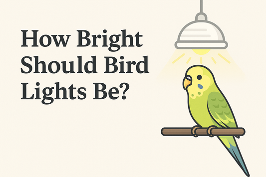 How Bright Should Bird Lights Be?