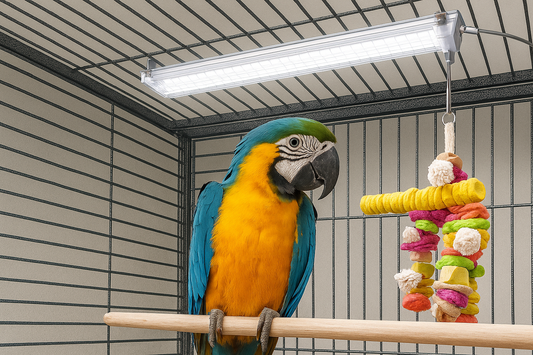 Setting Up the Perfect Bird Cage: Lighting and Comfort Tips