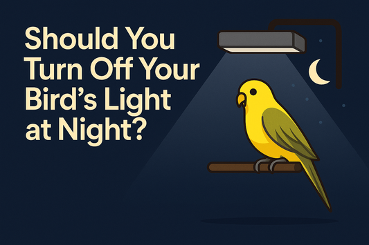 Should You Turn Off Your Bird’s Light at Night?