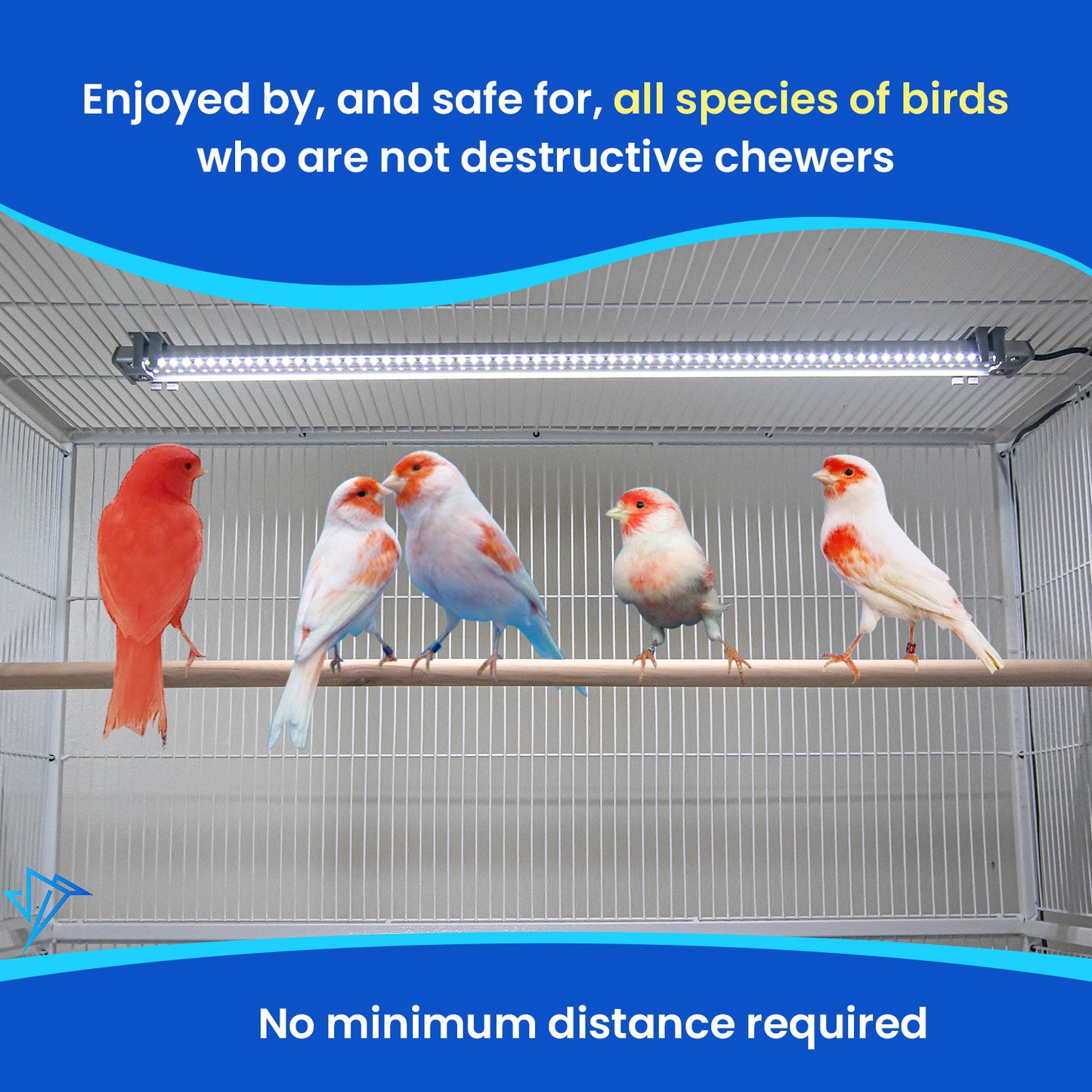 PetLight for soft billed birds