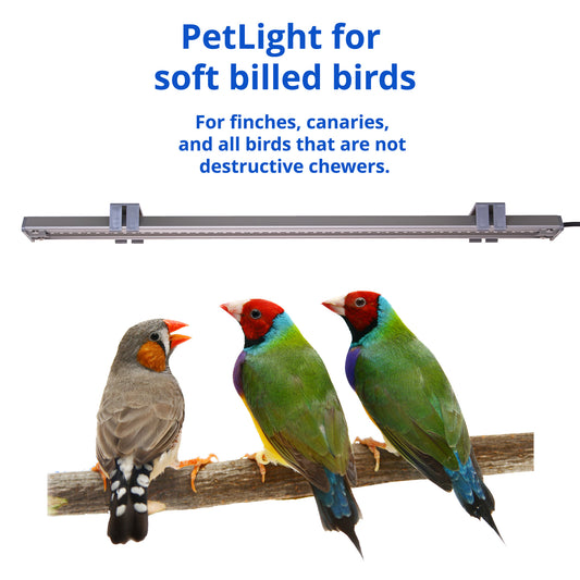 PetLight for soft billed birds